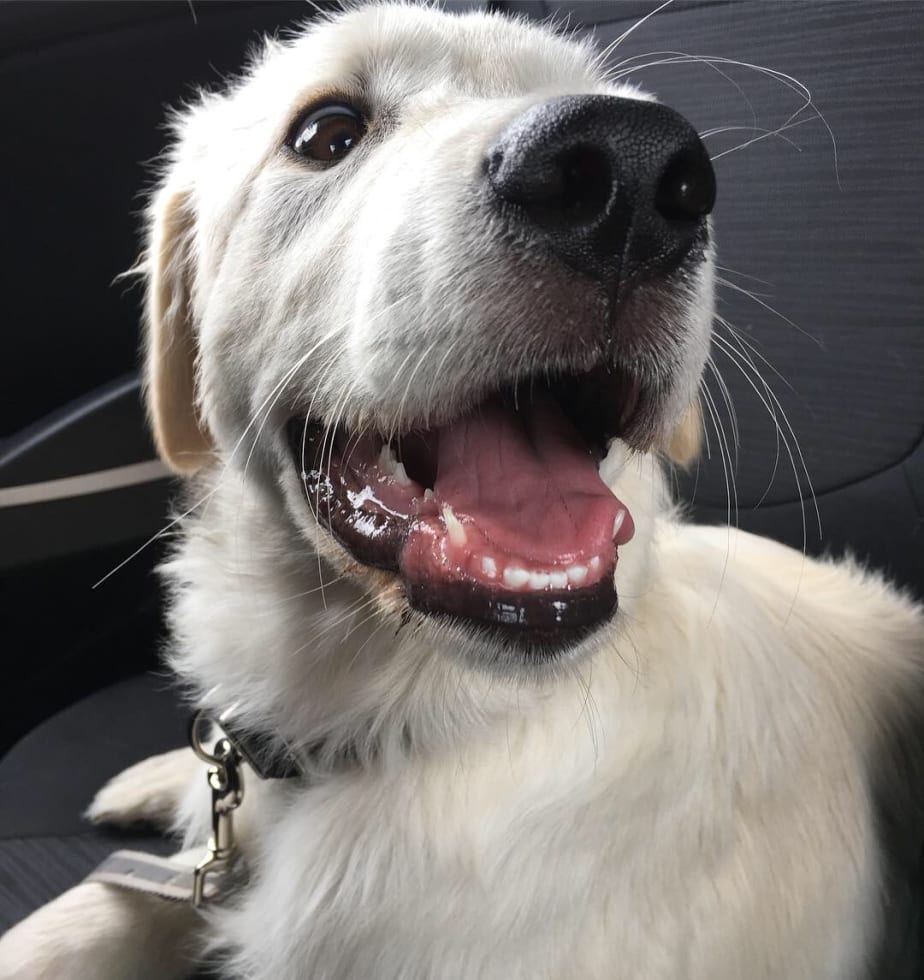 Become a Sitter Sign-up Login Help