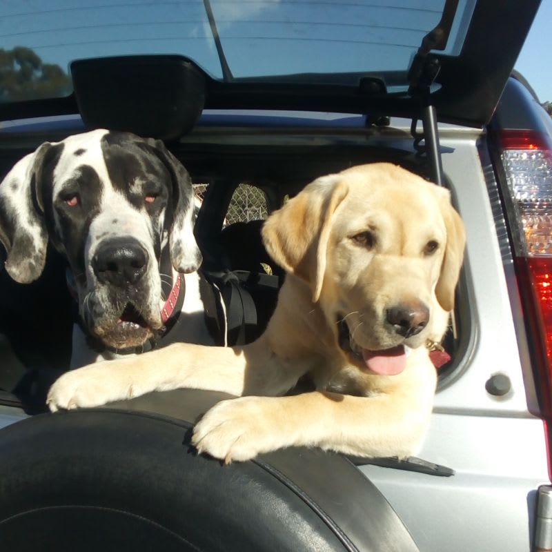 Photo in Sitter's gallery