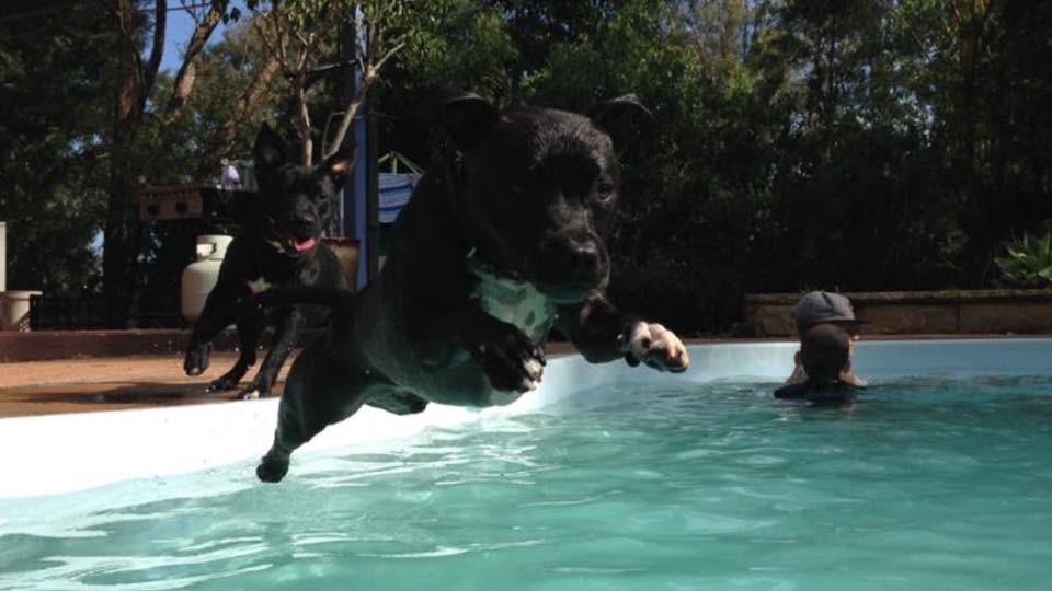 Felicity B Pet Sitter In Seaham Nsw Mad Paws