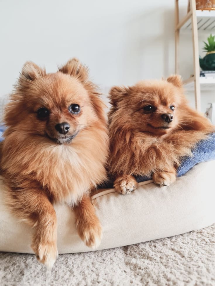 Photo in Sitter's gallery