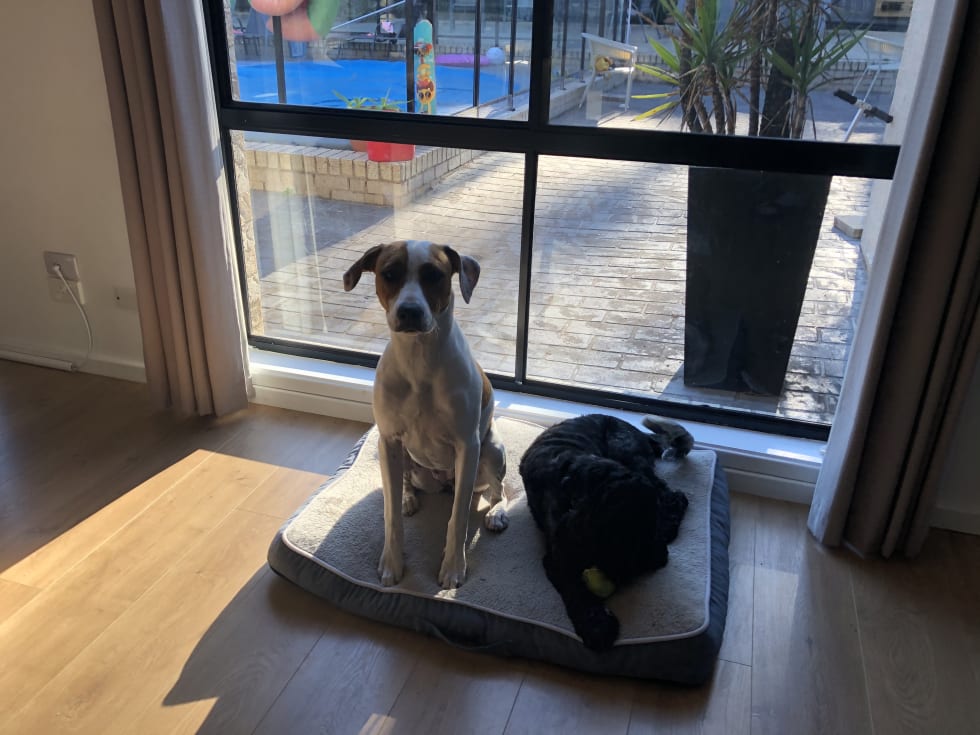 Rob V Pet Sitter In Cherrybrook Nsw Mad Paws