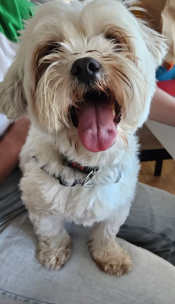 Photo in Sitter's gallery