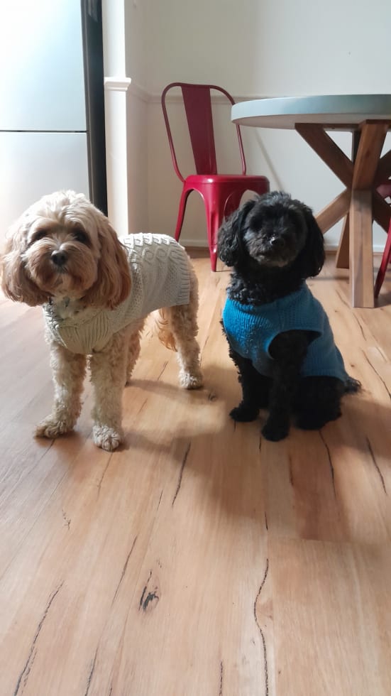 Photo in Sitter's gallery