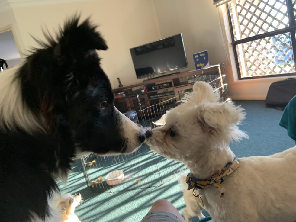 Photo in Sitter's gallery