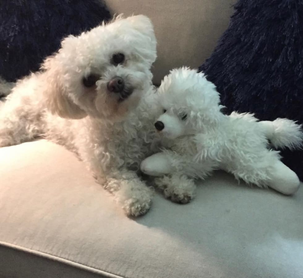 Photo in Sitter's gallery