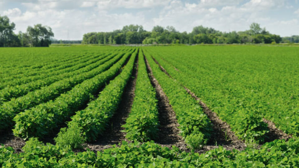 The Sweet Potato Field