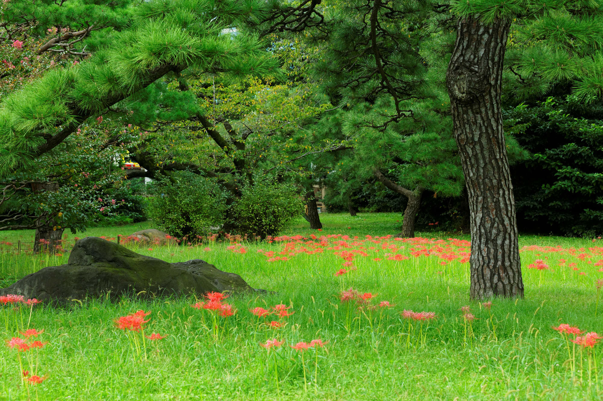 Hama-rikyu Onshi Teien2