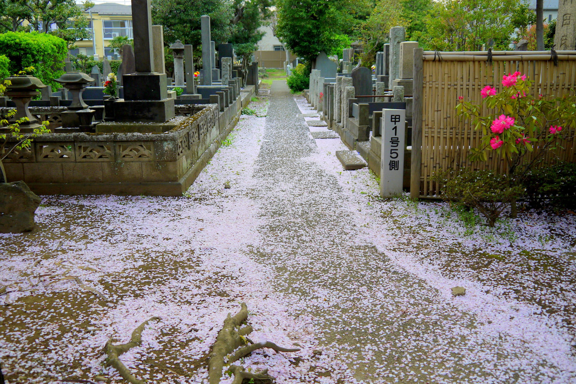 Try OAHANAMI, Cherry Blossom Viewing to Experience Japanese Way to Enjoy Spring!