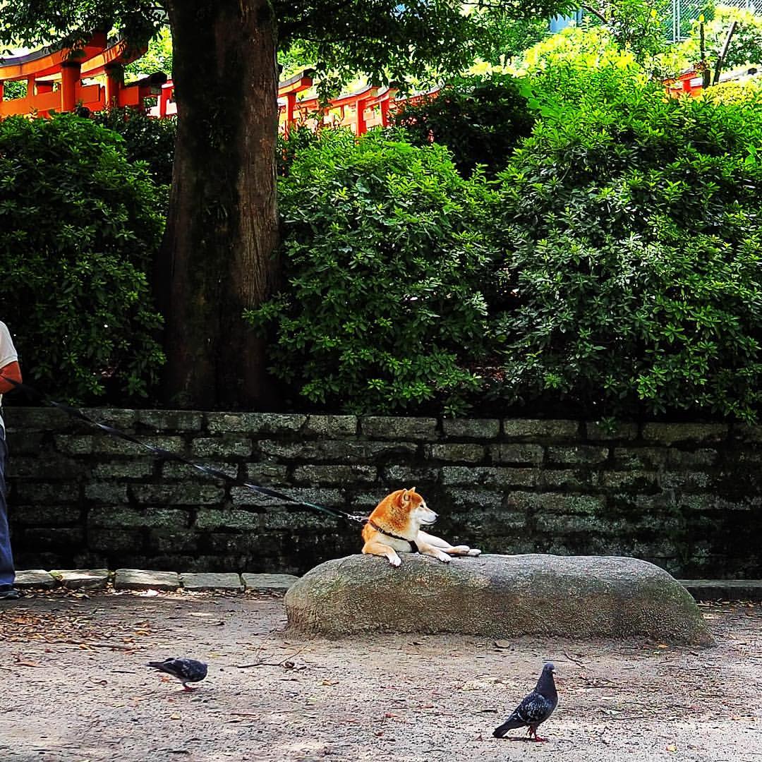 Feel the Culture of Nezu Shrine, which has been Loved by Many Famous Writers