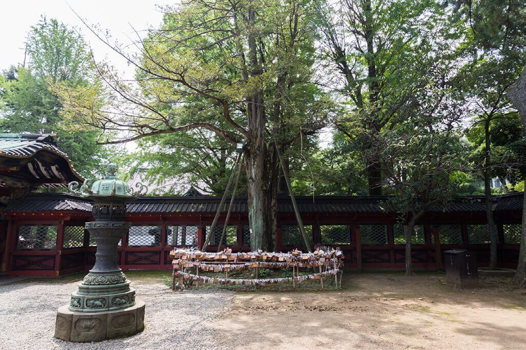 Do Not Miss the “Prayer Tree of Kaya”, Famous for Love Blessings!