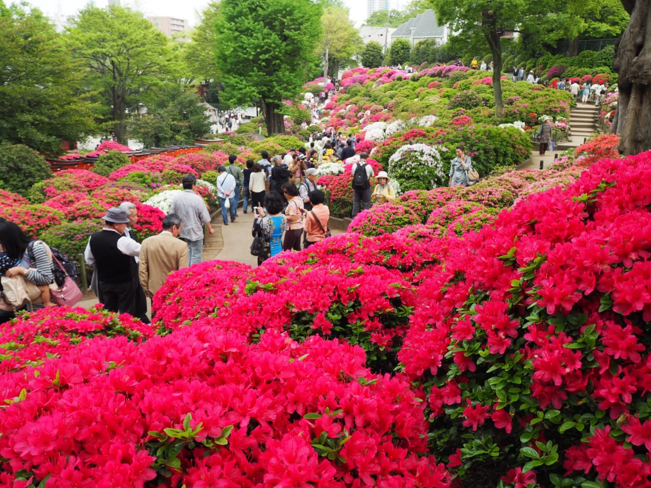 About “Nezu Shrine”2