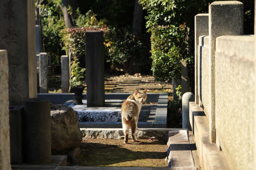 Yanaka Cemetery