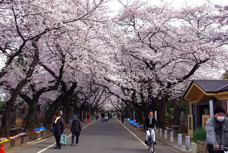 Yanaka cemetery