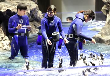 Penguin Feeding Time