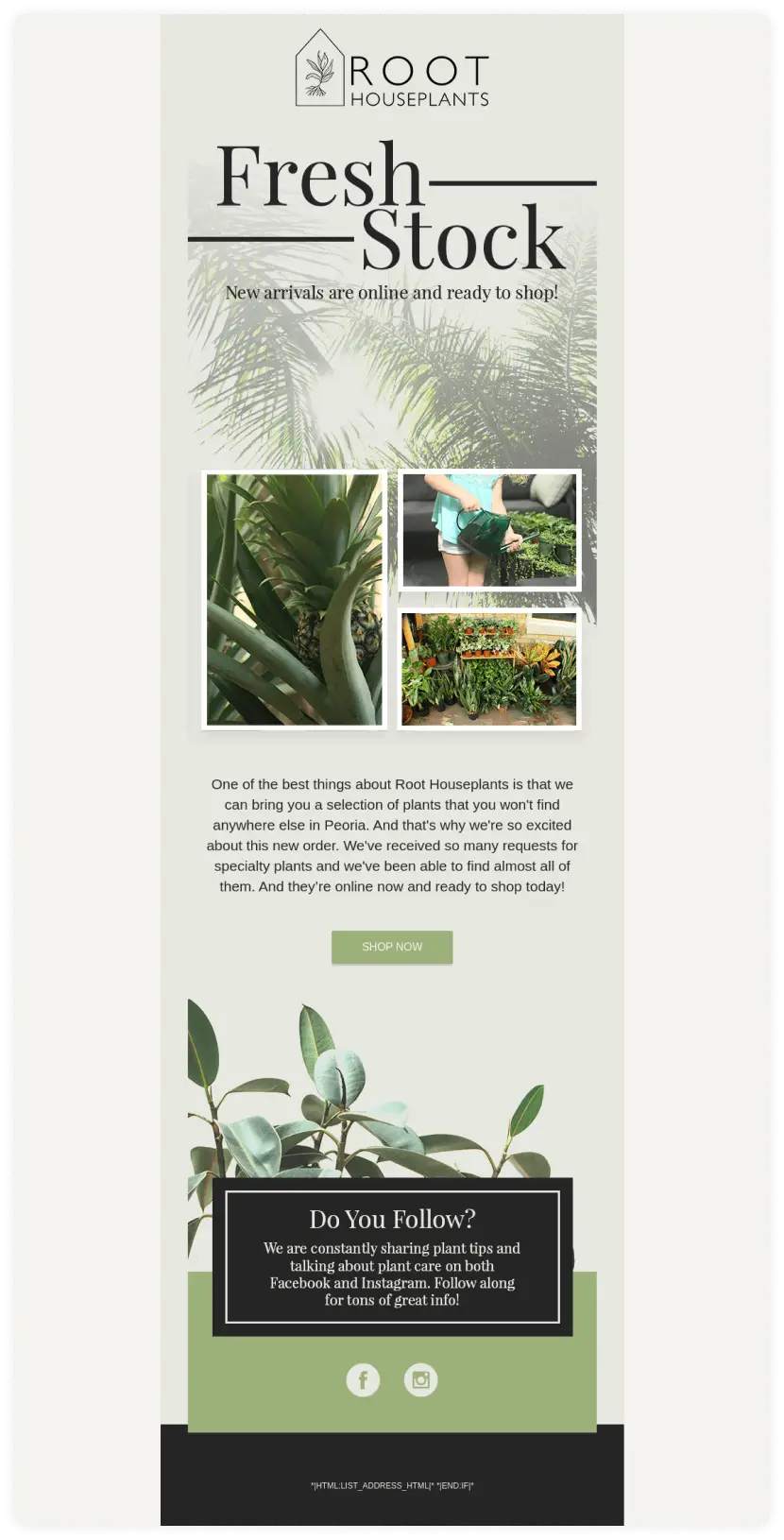 New stock email by Root Houseplant