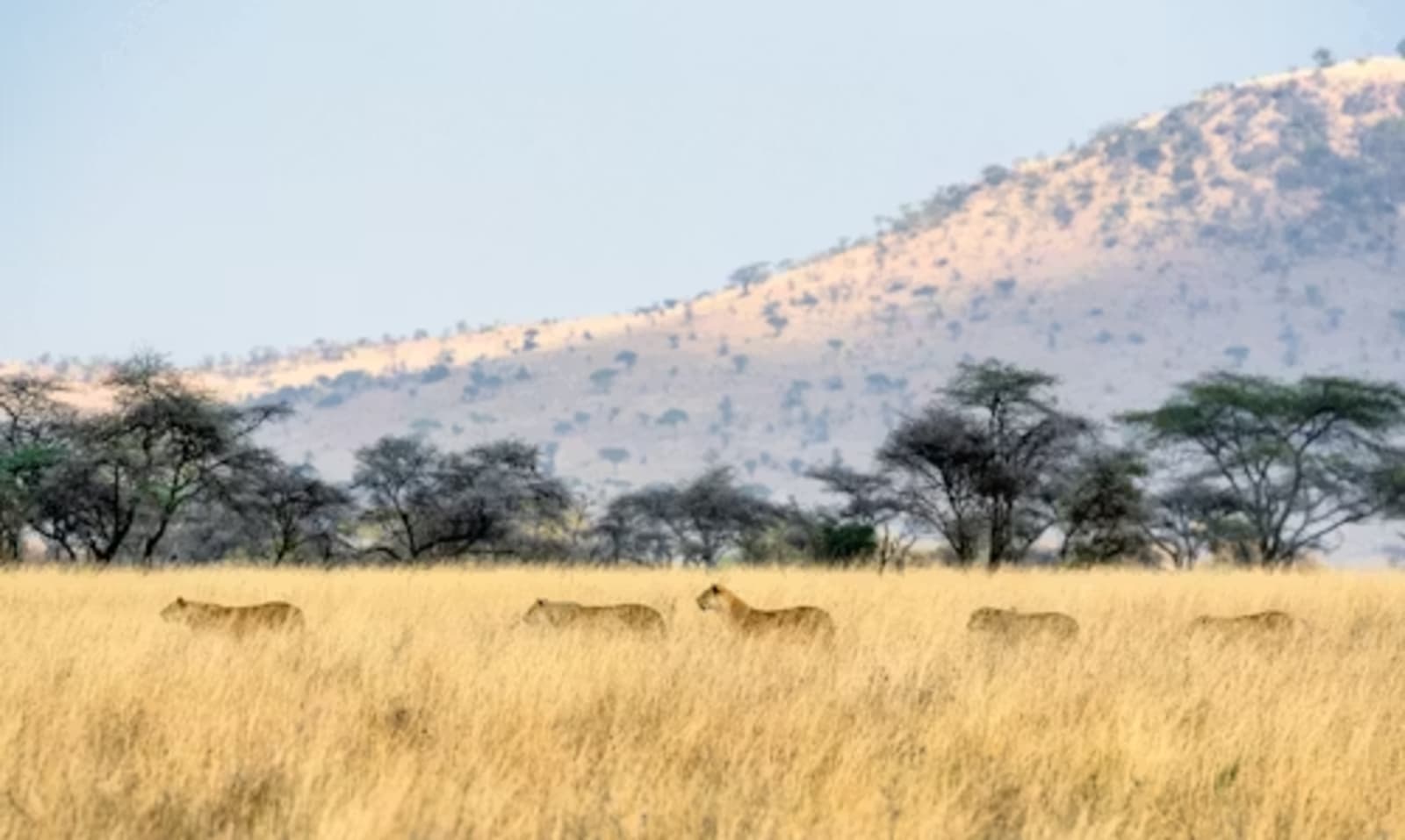 Serengeti Migration