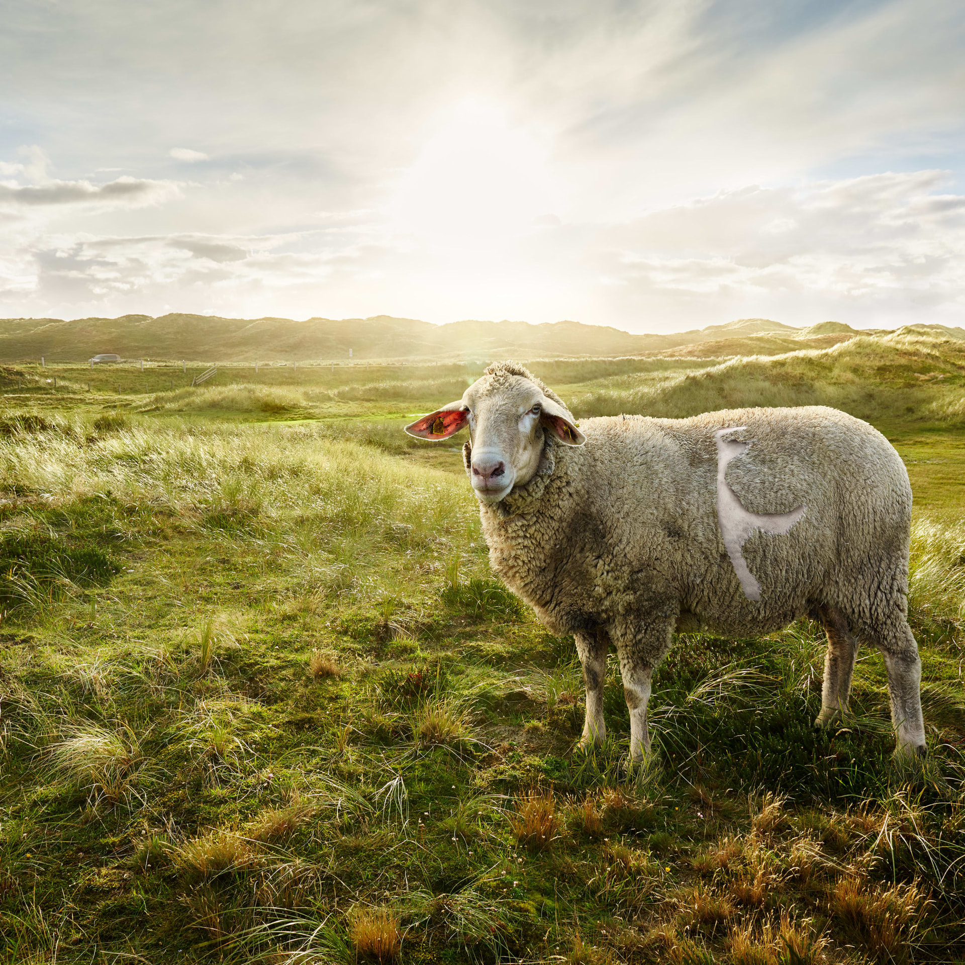  powering the island of Sylt