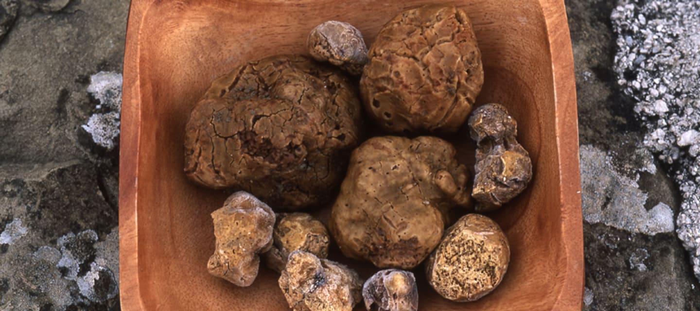 Experience the art of truffle hunting