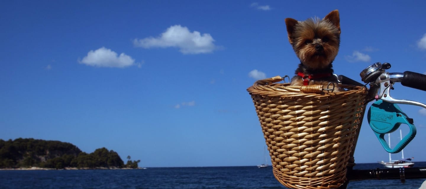 Dog Friendly