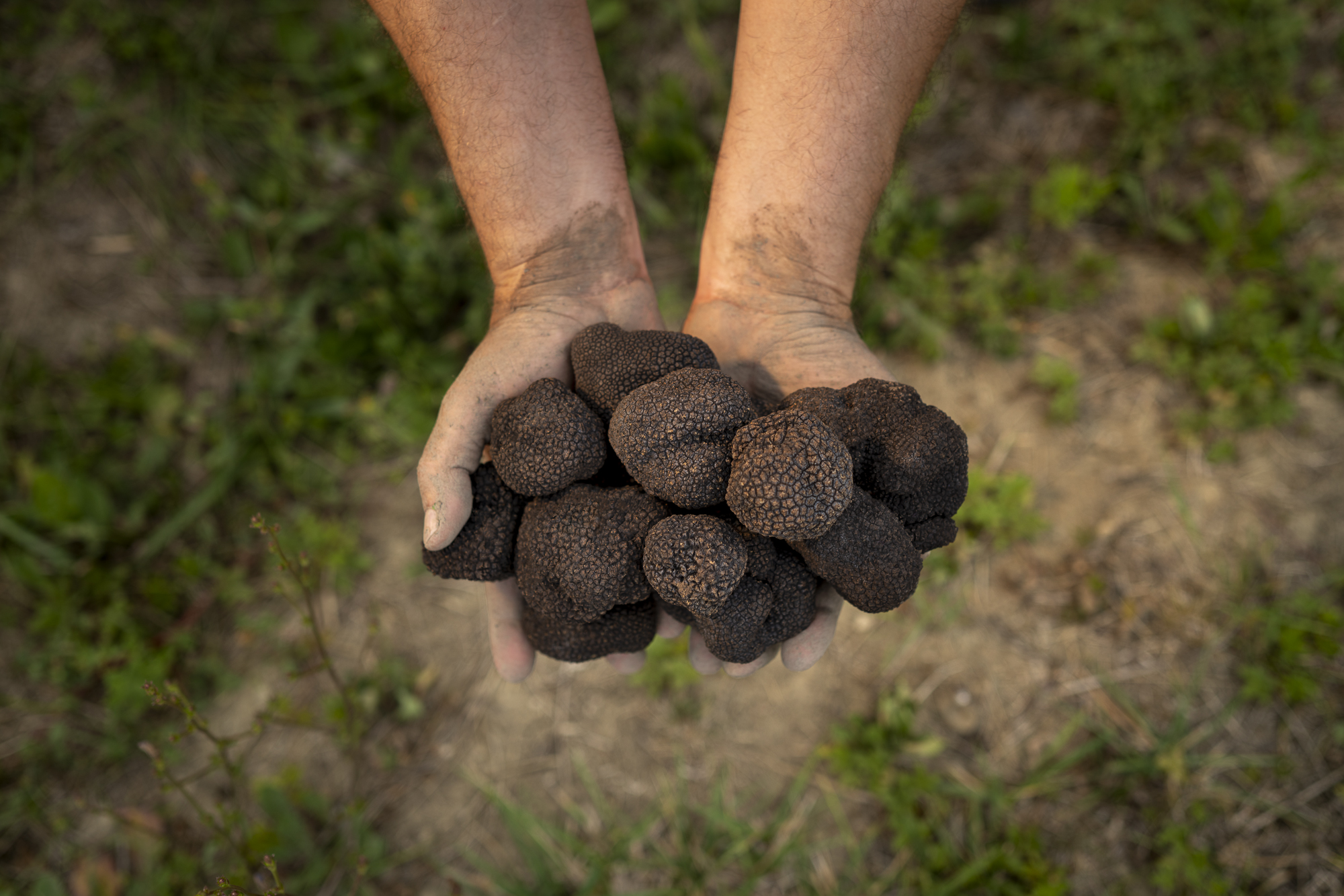 Istrian Truffles