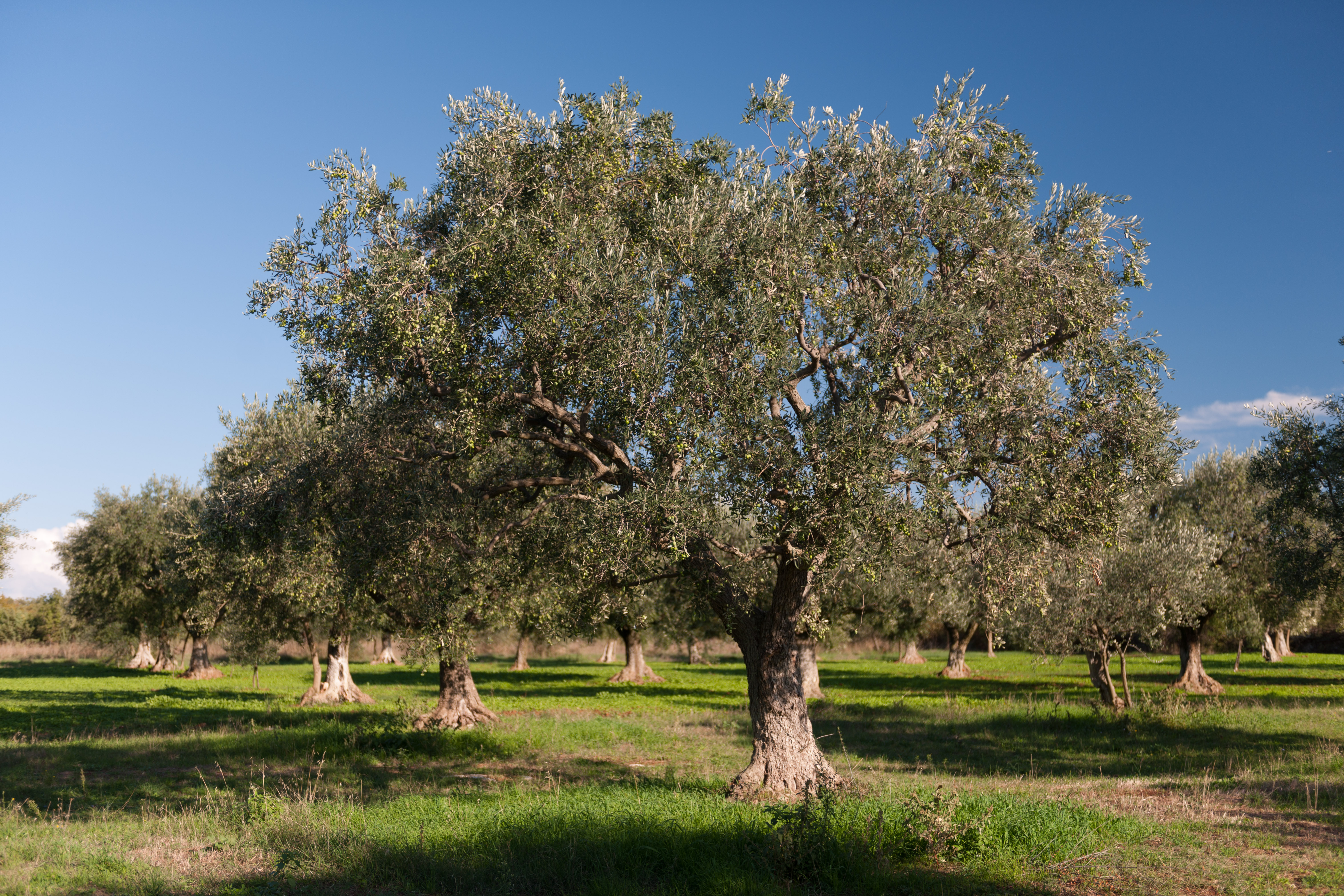 Olive trees Maistra