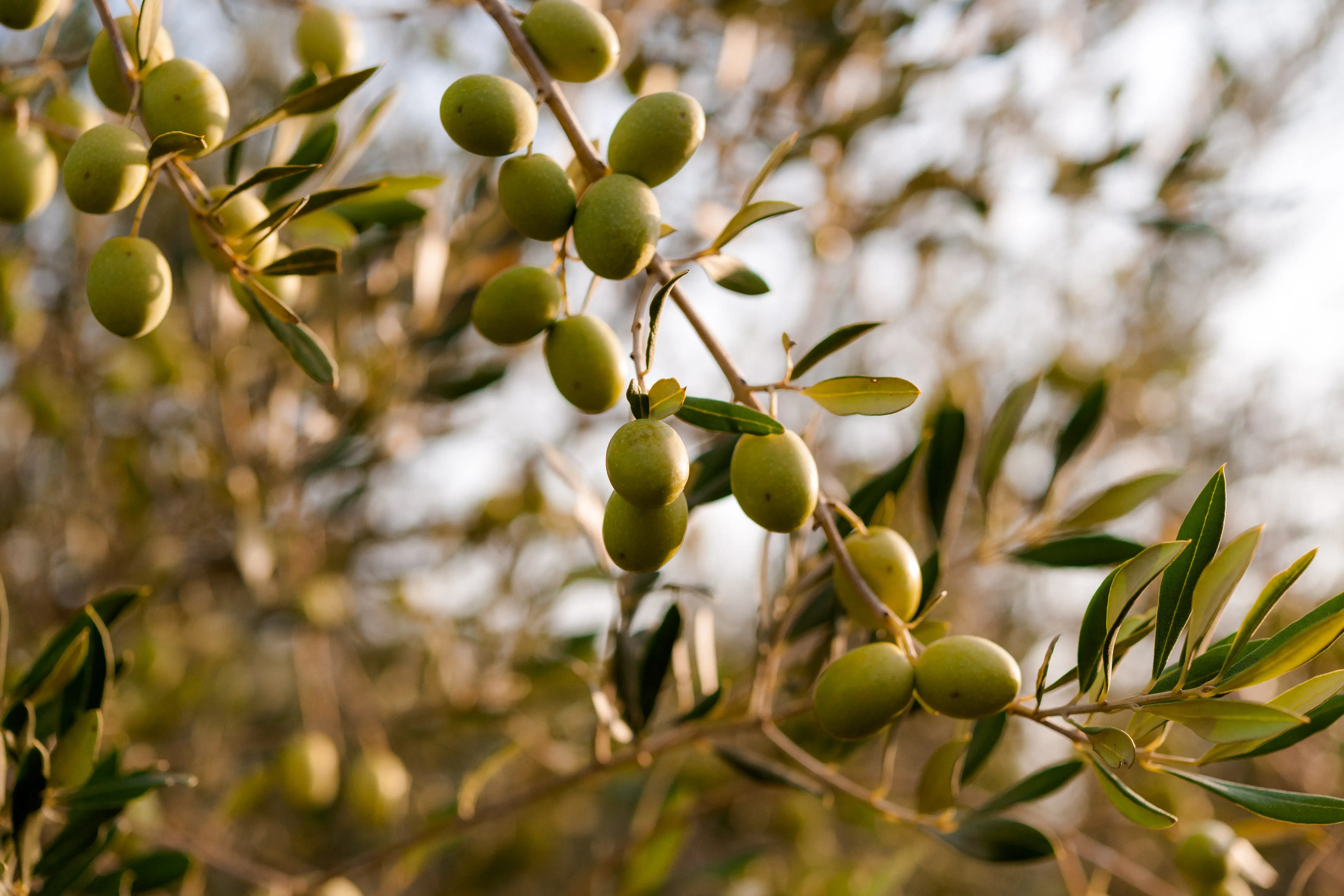 Olives Maistra