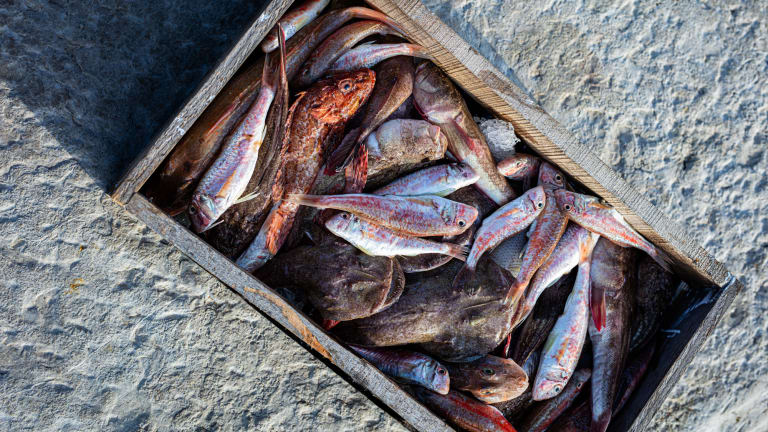 Tradizione a tavola: veccie riccette del mare 