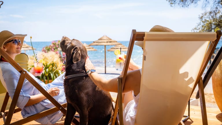 Dog Friendly