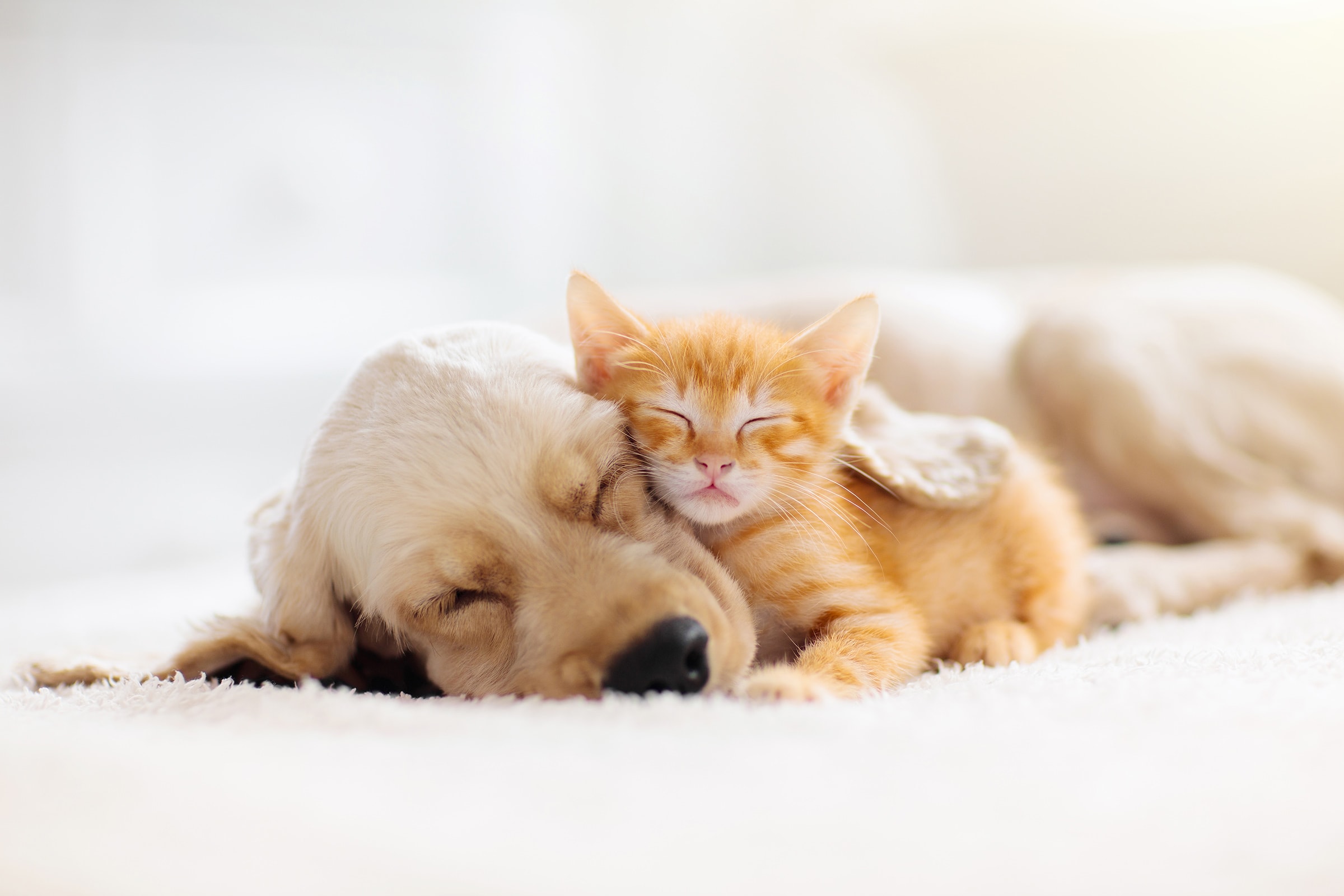 Free Pet Accommodation at Mobile Homes