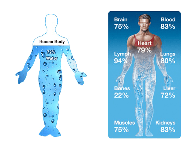 Human Body water