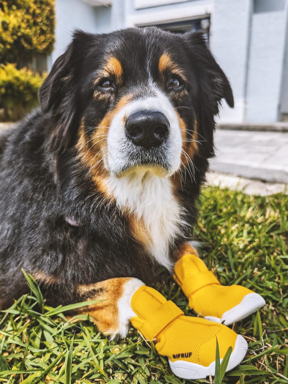 RIFRUF | Caesar 1 Dog Sneakers
