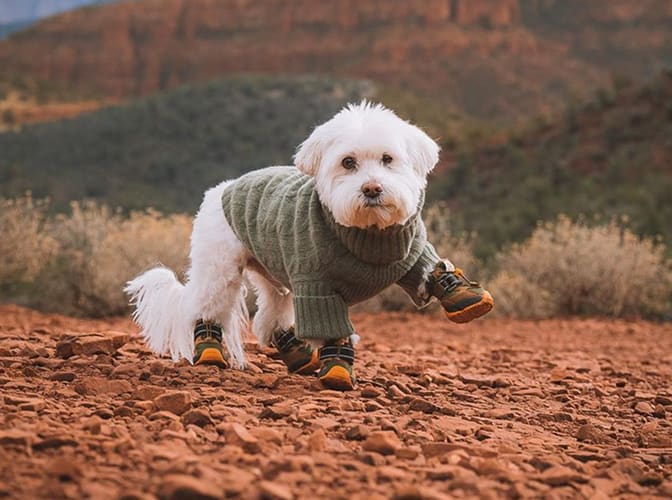 RIFRUF | Designer Dog Shoes & Dog Booties for Sneakerheads
