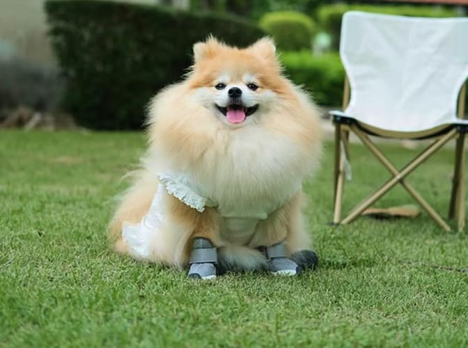 RIFRUF | Designer Dog Shoes & Dog Booties for Sneakerheads