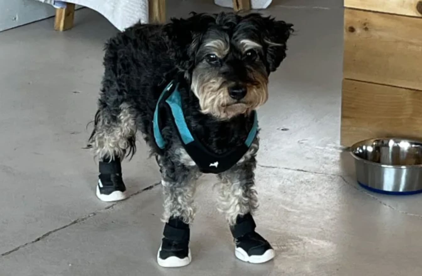 RIFRUF | Designer Dog Shoes & Dog Booties for Sneakerheads