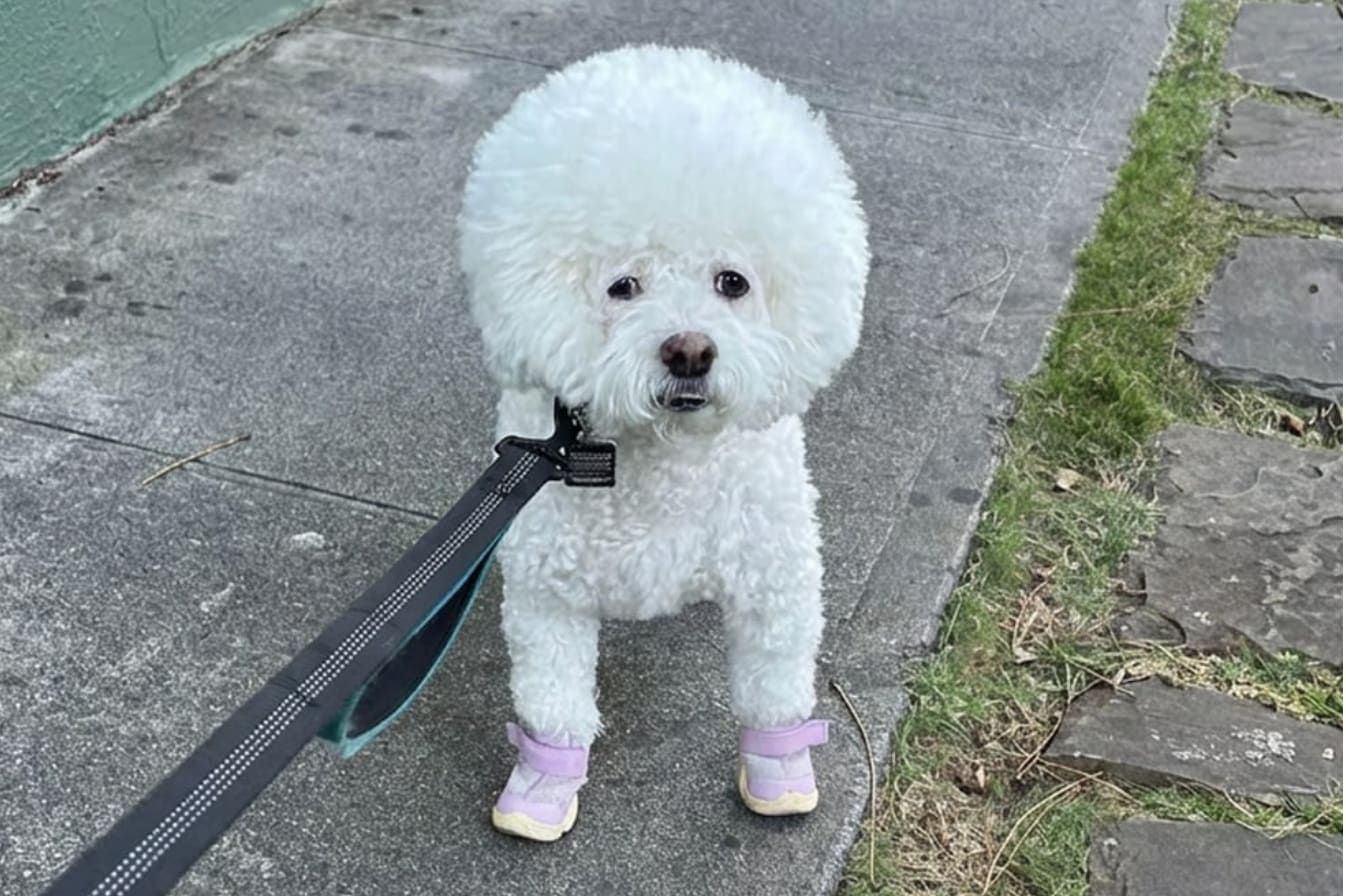 RIFRUF | Designer Dog Shoes & Dog Booties for Sneakerheads