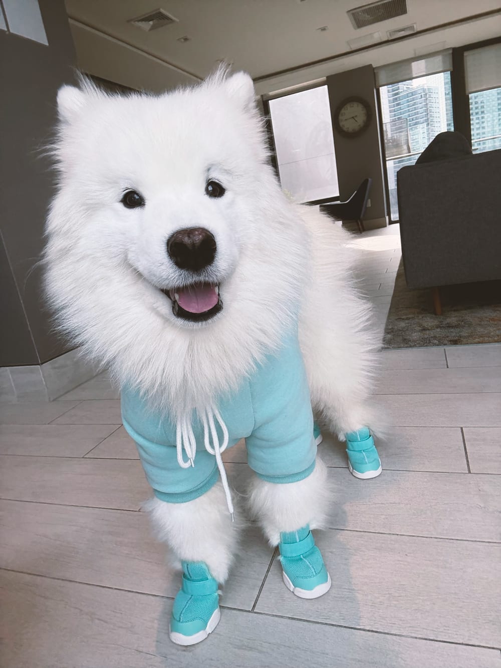 RIFRUF | Caesar 1 Dog Sneakers