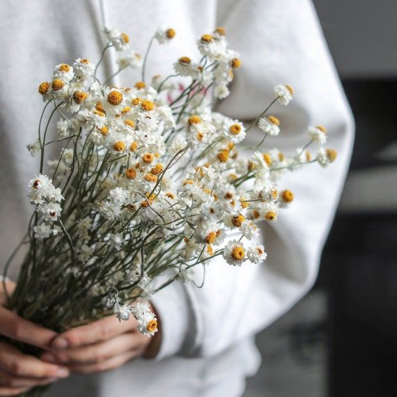 Minimalist arrangement of dried white and yellow daisy flowers