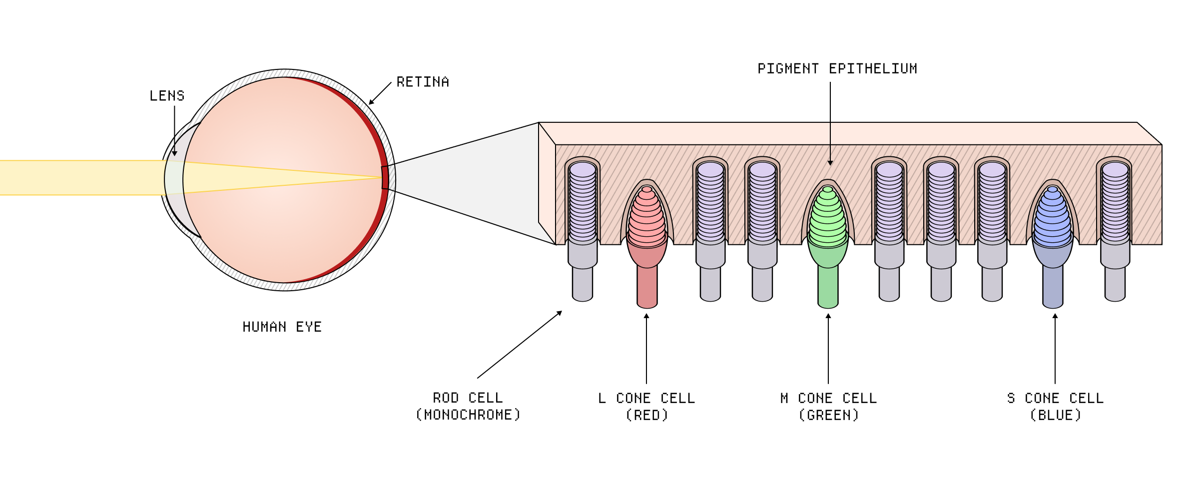 The rods and cones in the eye.