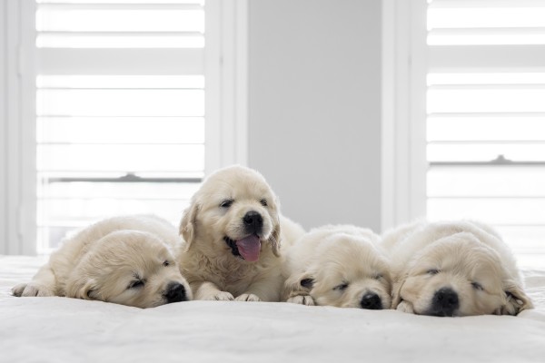 Madi and Ari litter puppy