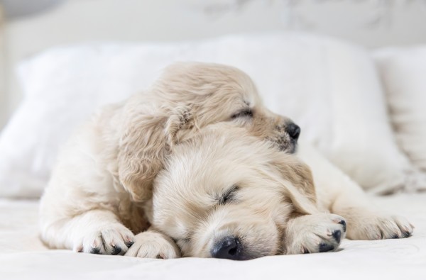 Madi and Ari litter puppy