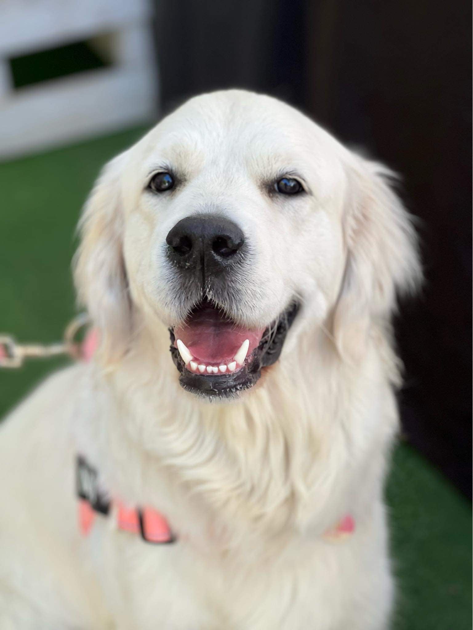 Makoya golden retriever