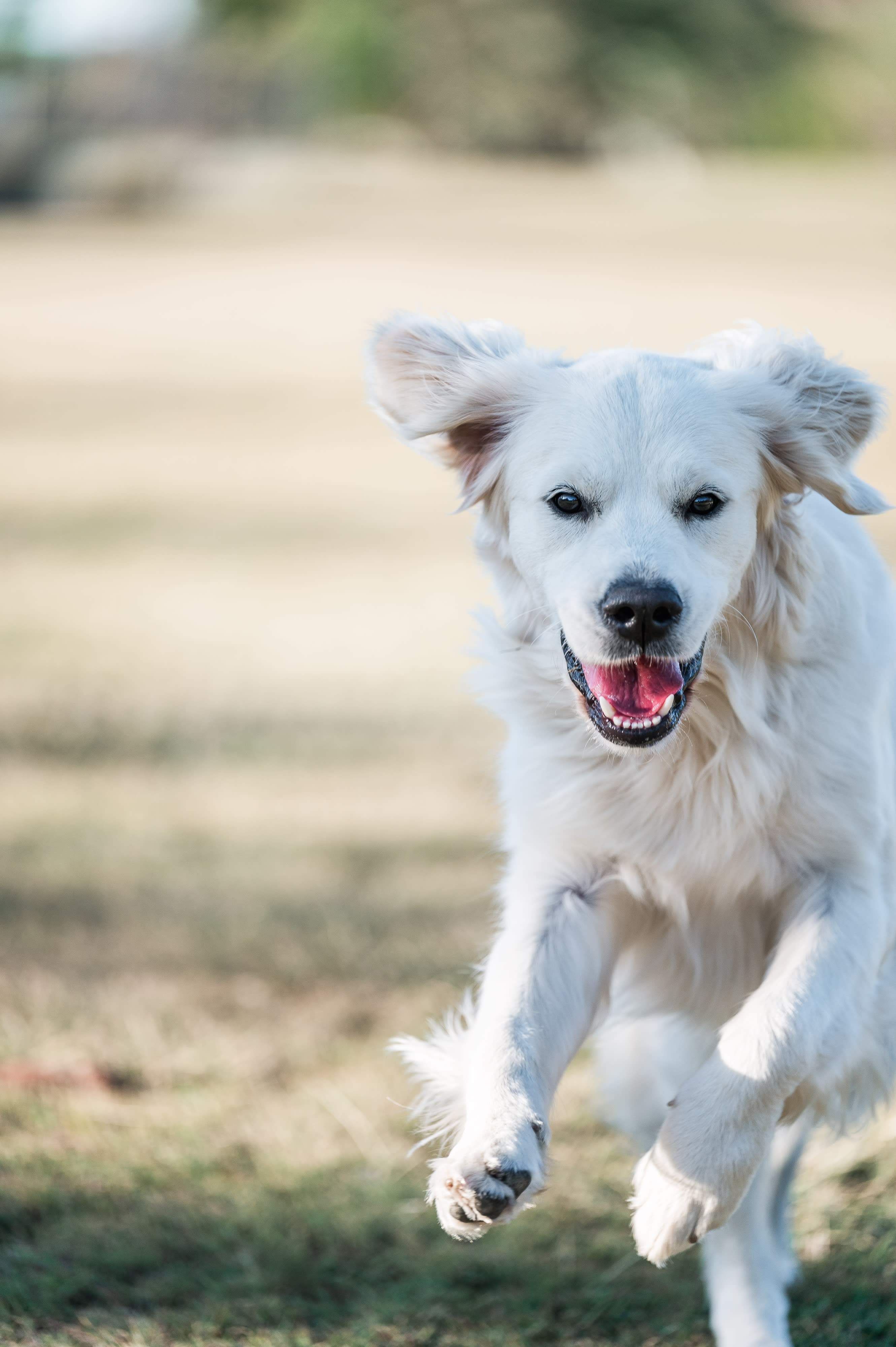 Makoya golden retriever