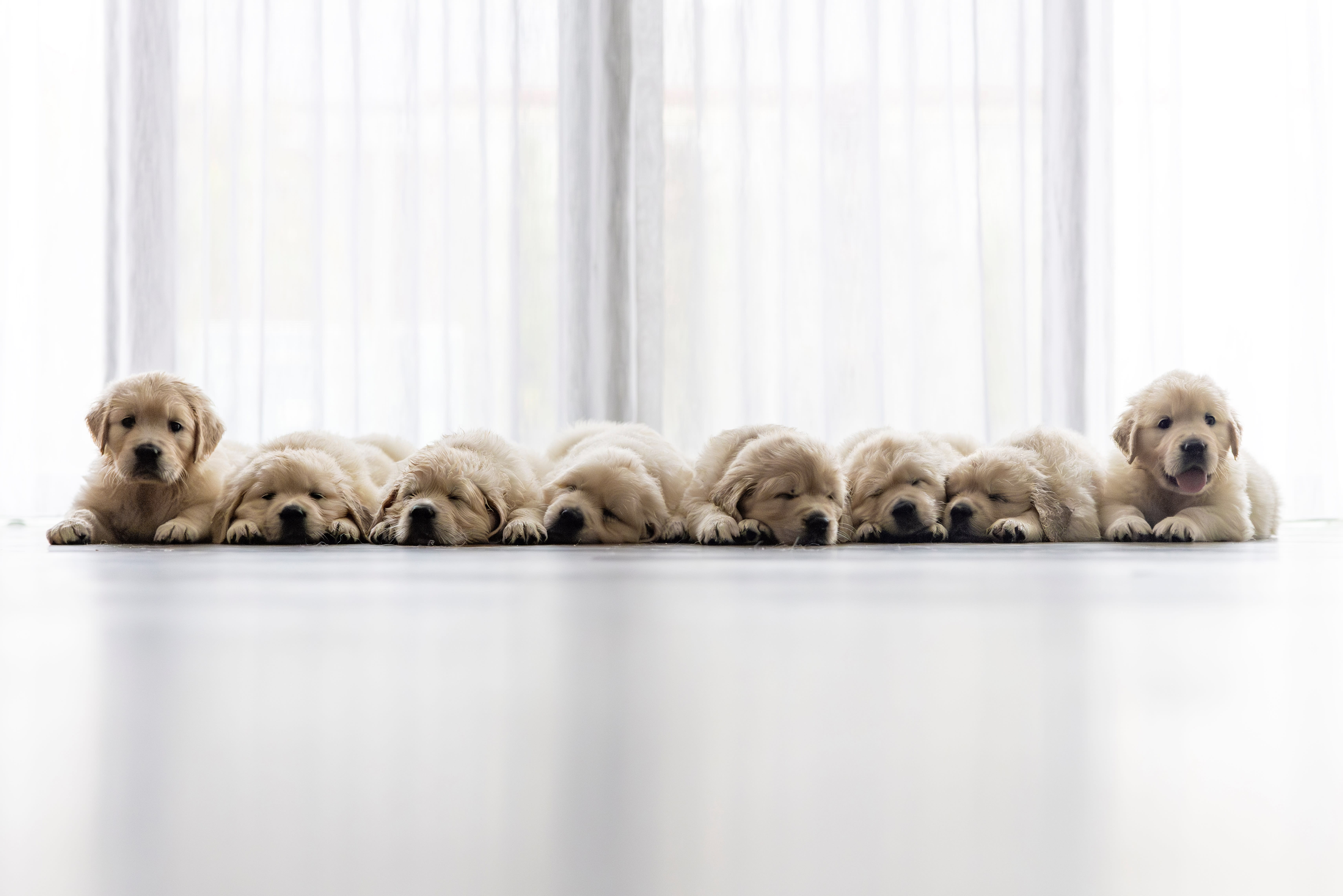All eight puppies from the Songs of 1973 litter lined up together