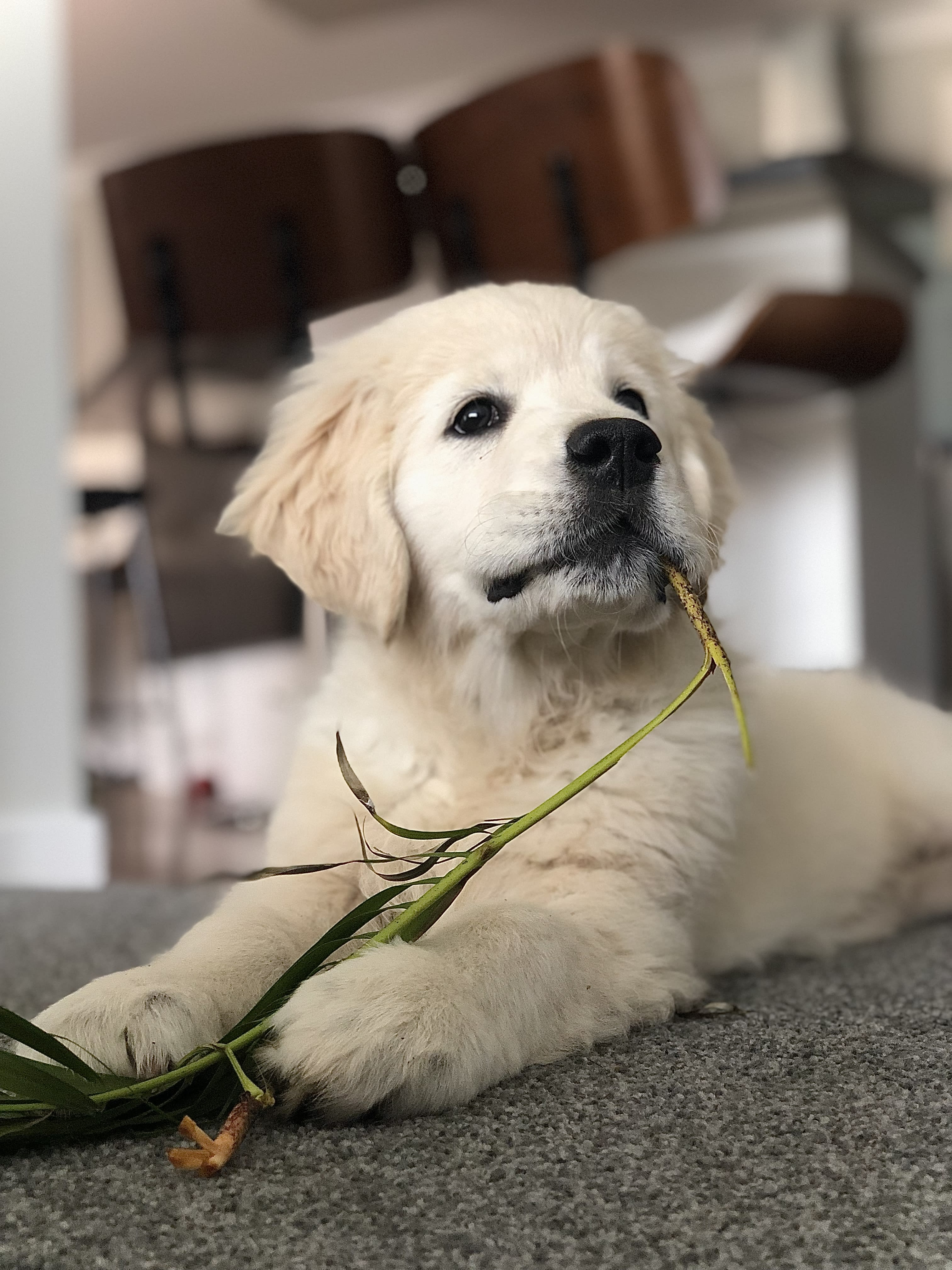 Makoya golden retriever
