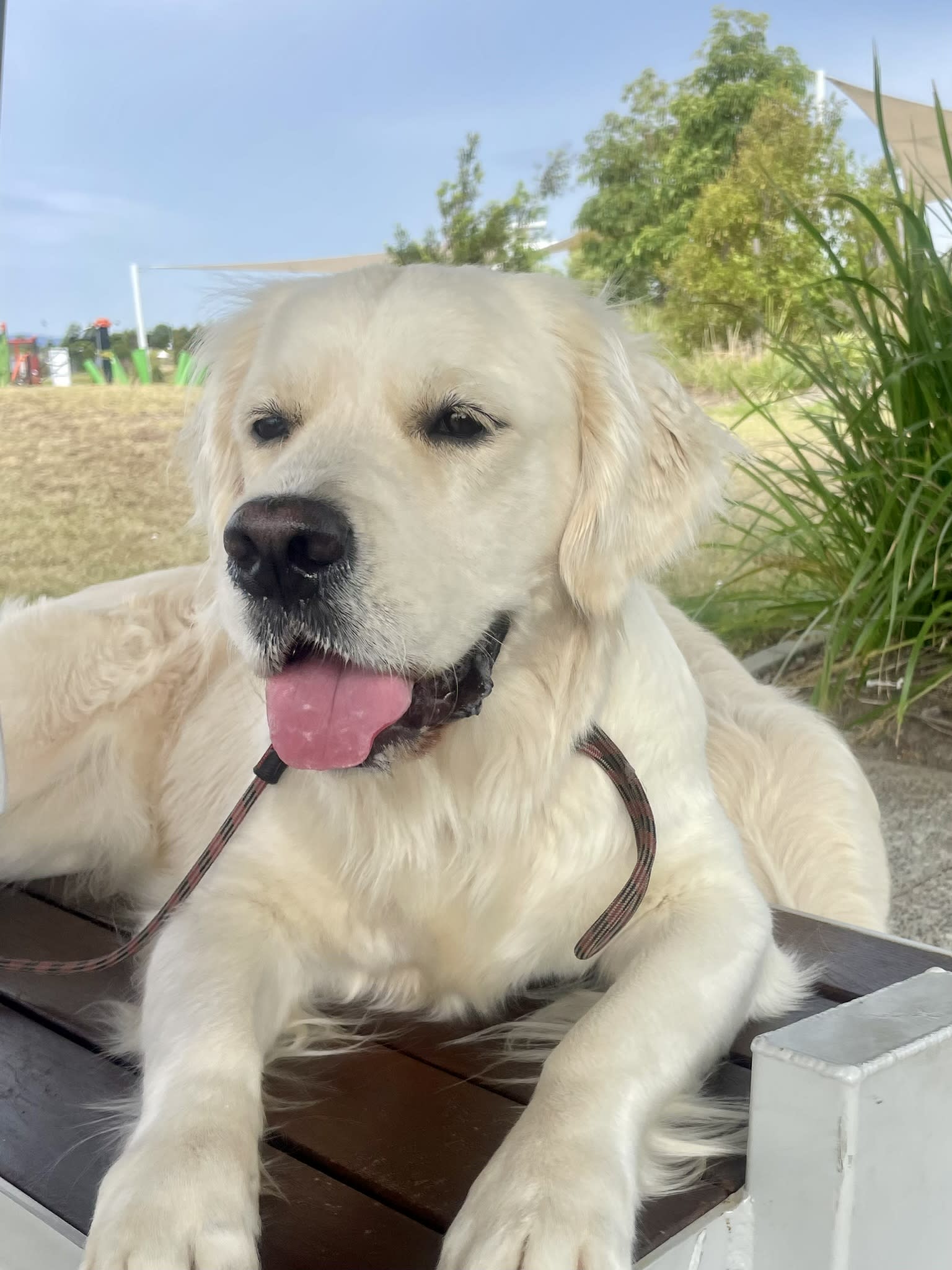 Makoya golden retriever