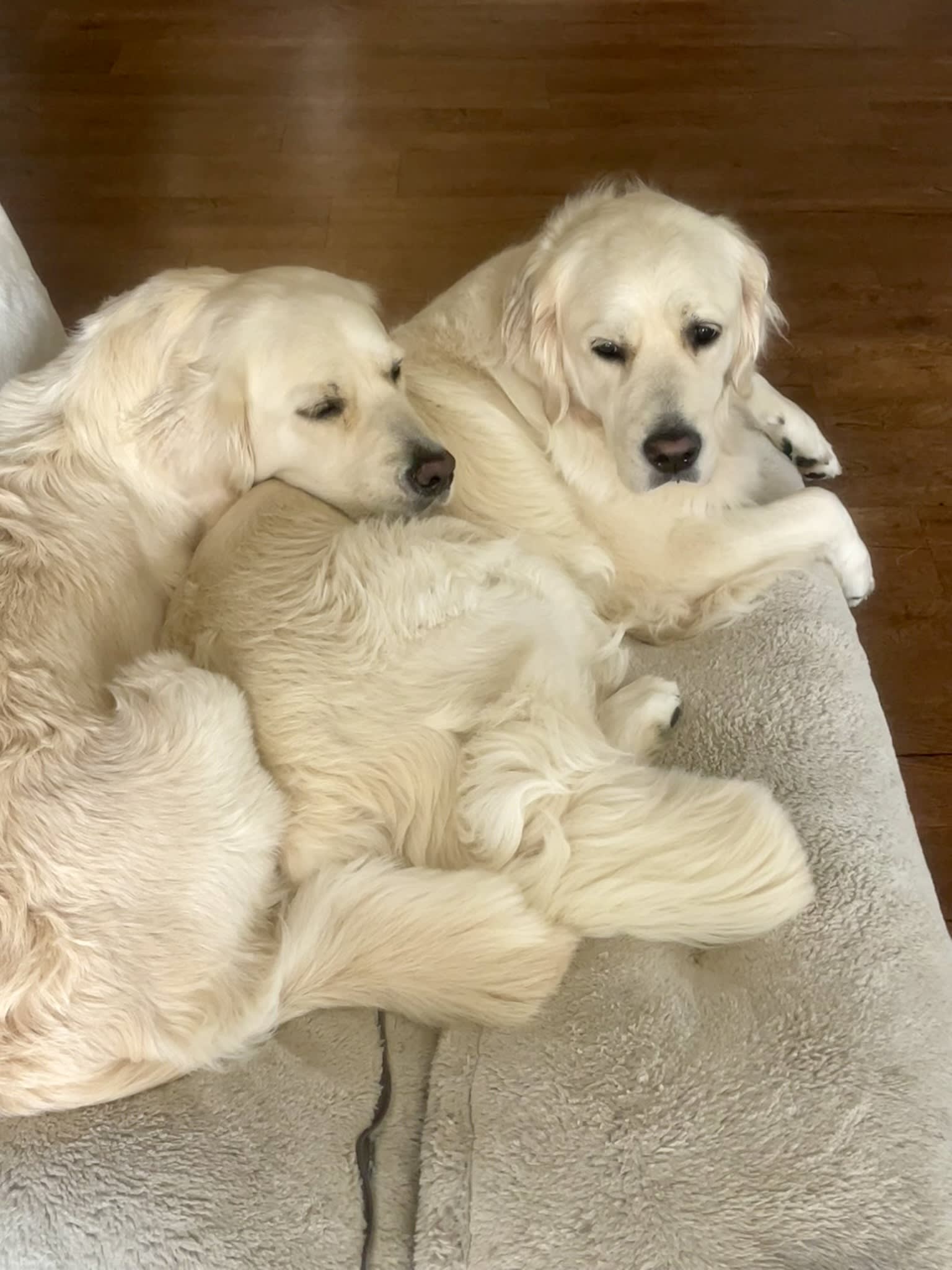 Makoya golden retriever