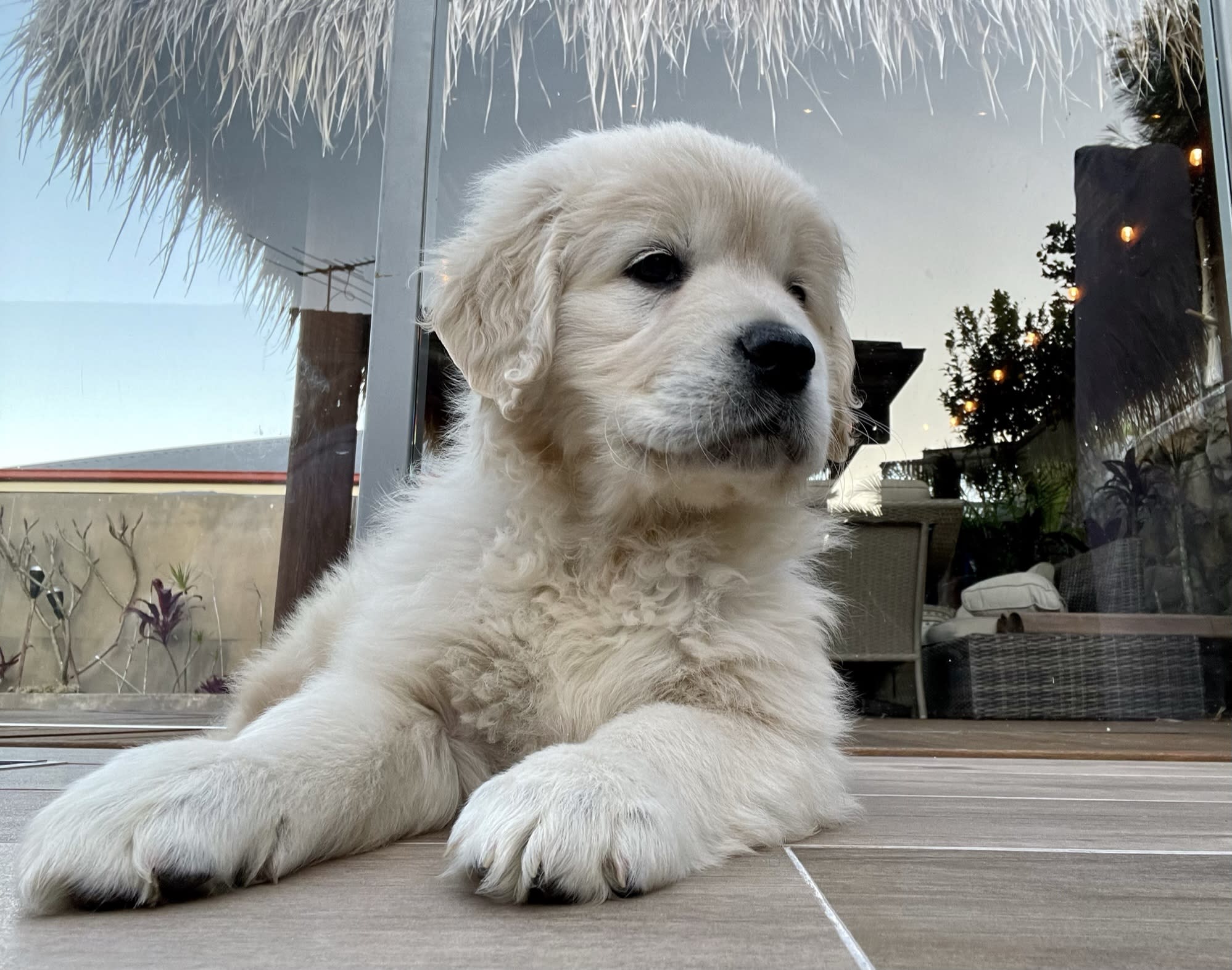 Makoya golden retriever