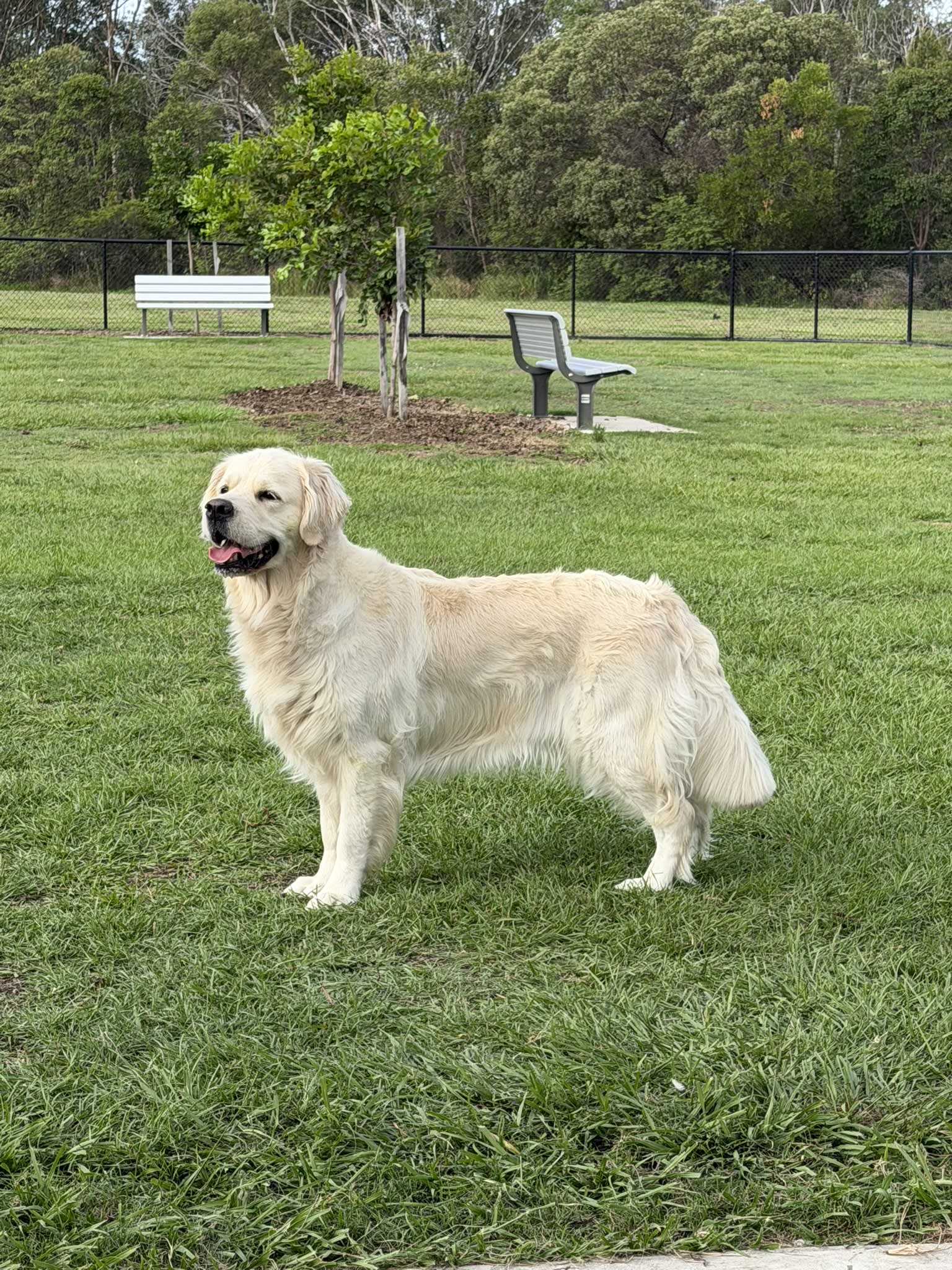Makoya golden retriever