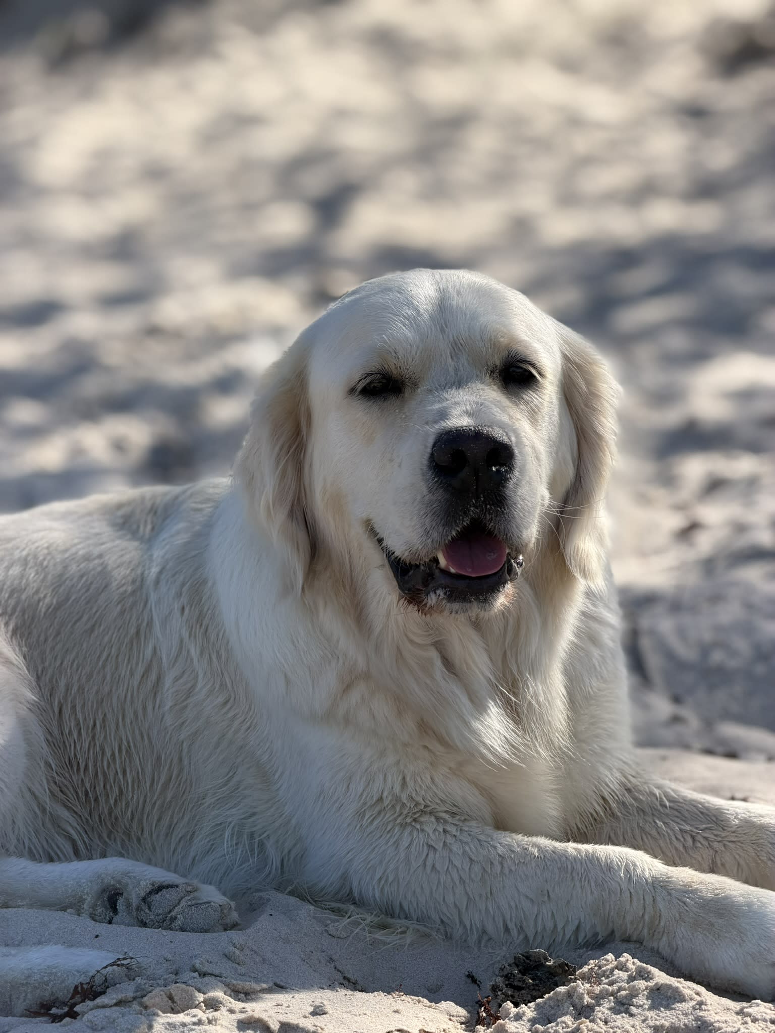 Makoya golden retriever