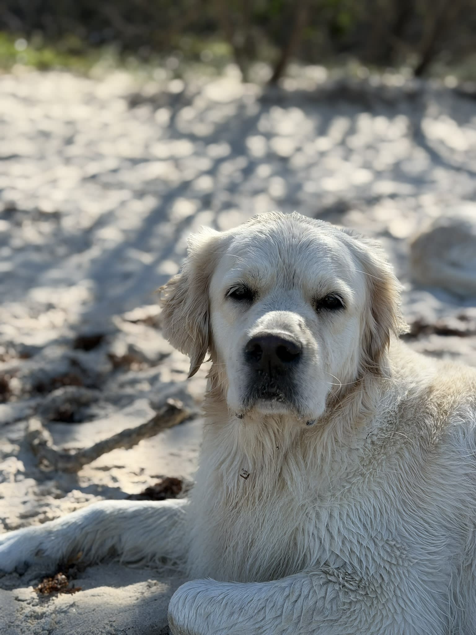Makoya golden retriever